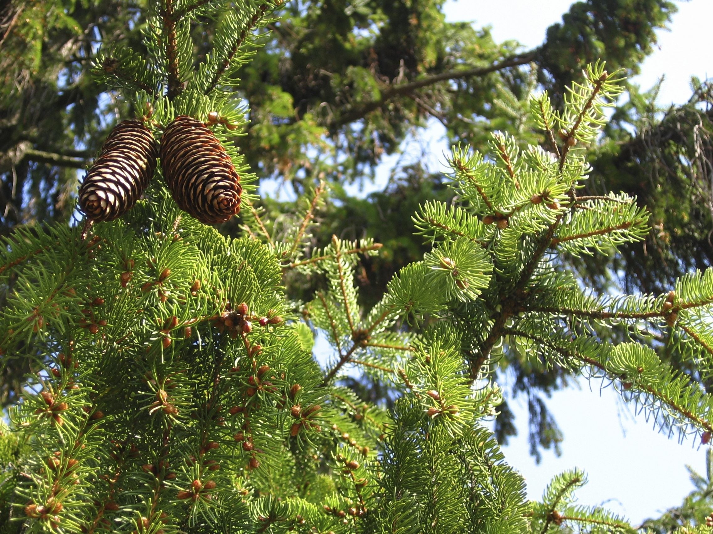 Norway Spruce Tree Info Care Of Norway Spruce Trees IMP WORLD