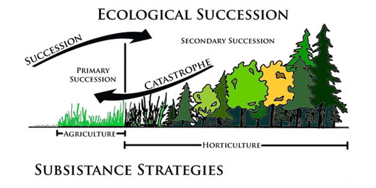 Primary Autotrophic Ecological Succession