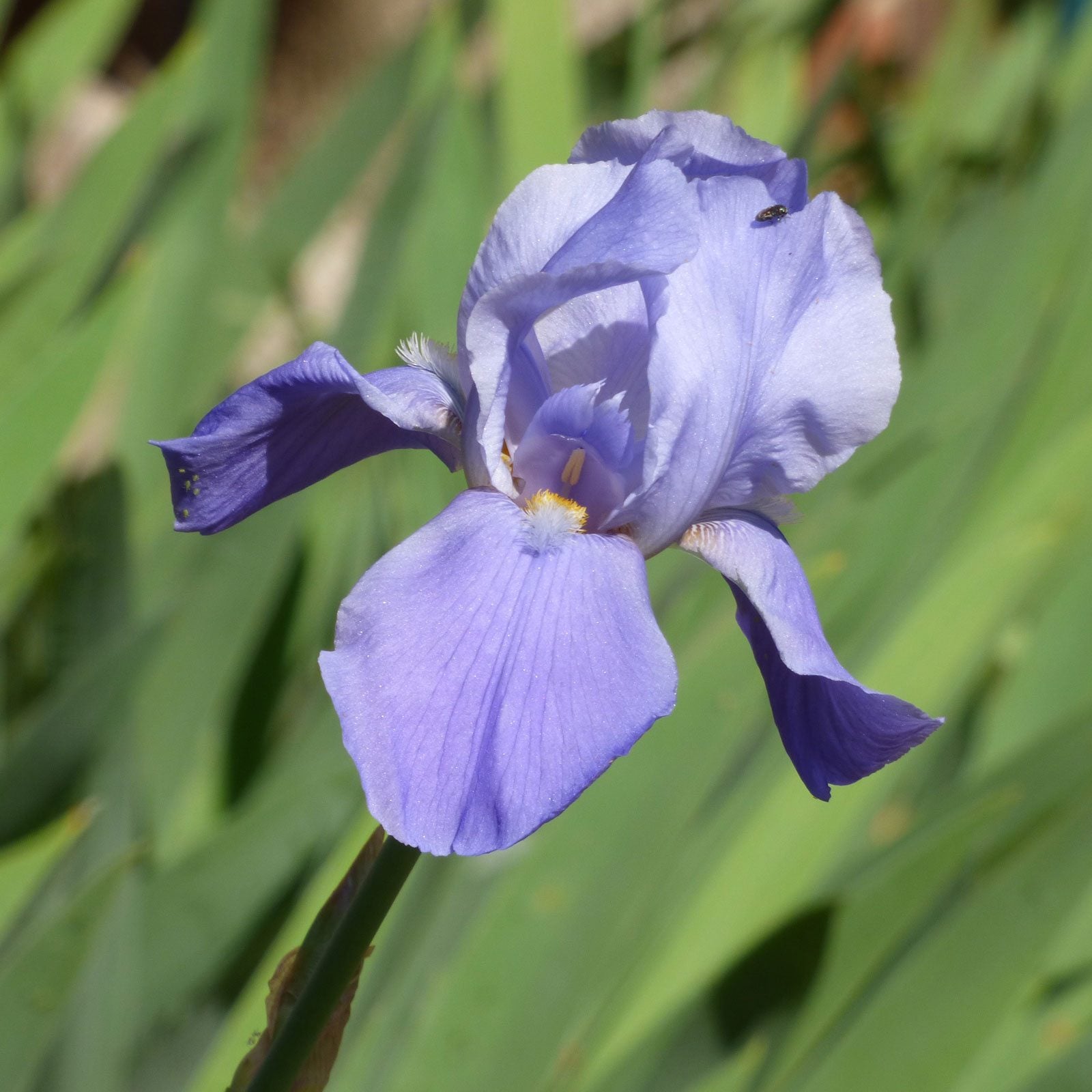 Color Changing In Irises: Why An Iris Plant Changes Color - IMP WORLD