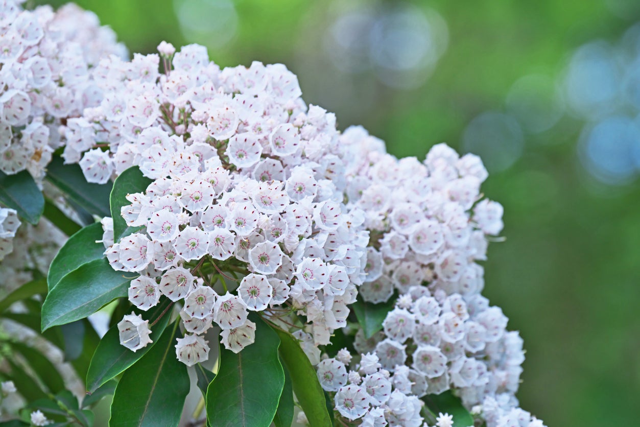 Mountain Laurel Bush