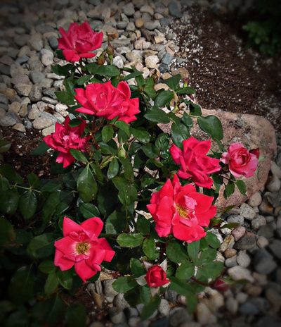 Knock Out Roses Won’t Bloom – How To Get Knock Out Roses To Bloom - IMP ...
