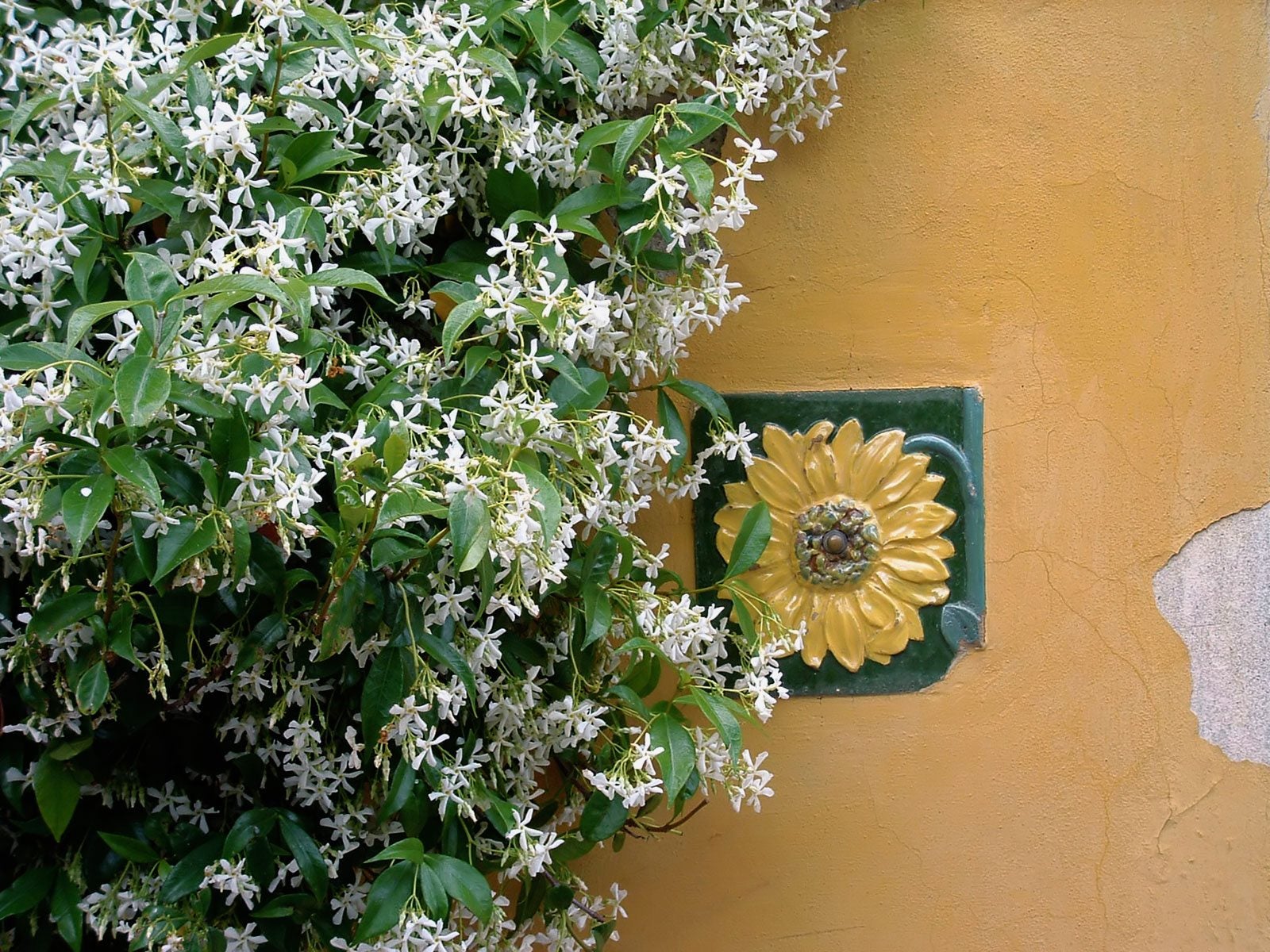 Growing Jasmine Plant Information For Growing And Care Of A Jasmine