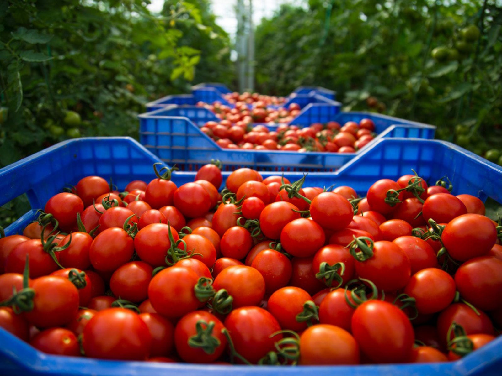 Blue Bins Full Of Red Tomato Fruits