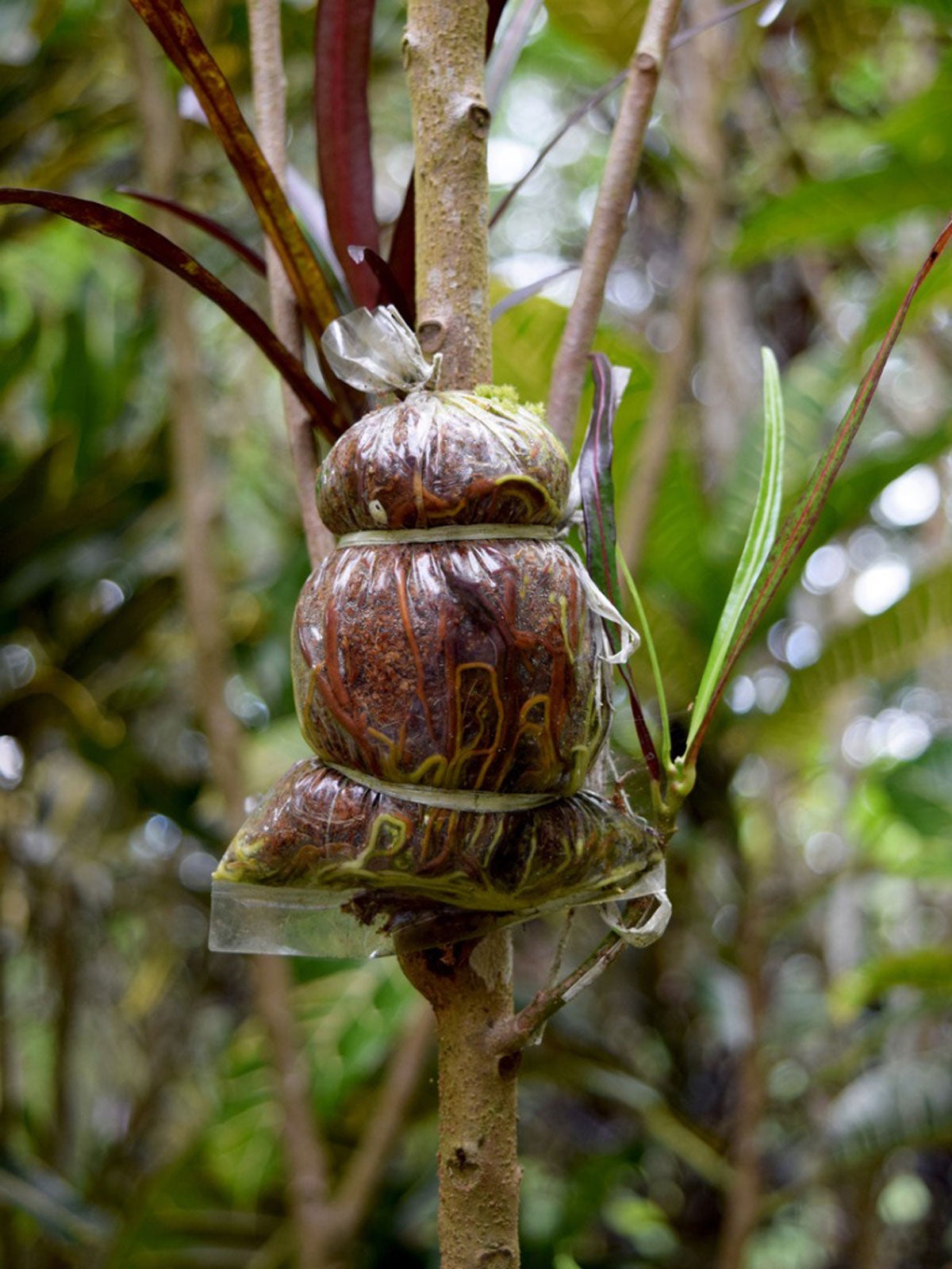 what-is-air-layering-learn-about-air-layering-plants-imp-world