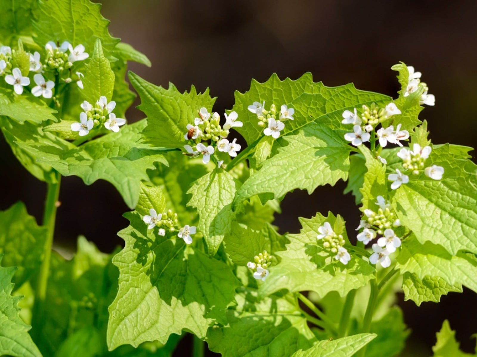 Garlic Mustard Herb
