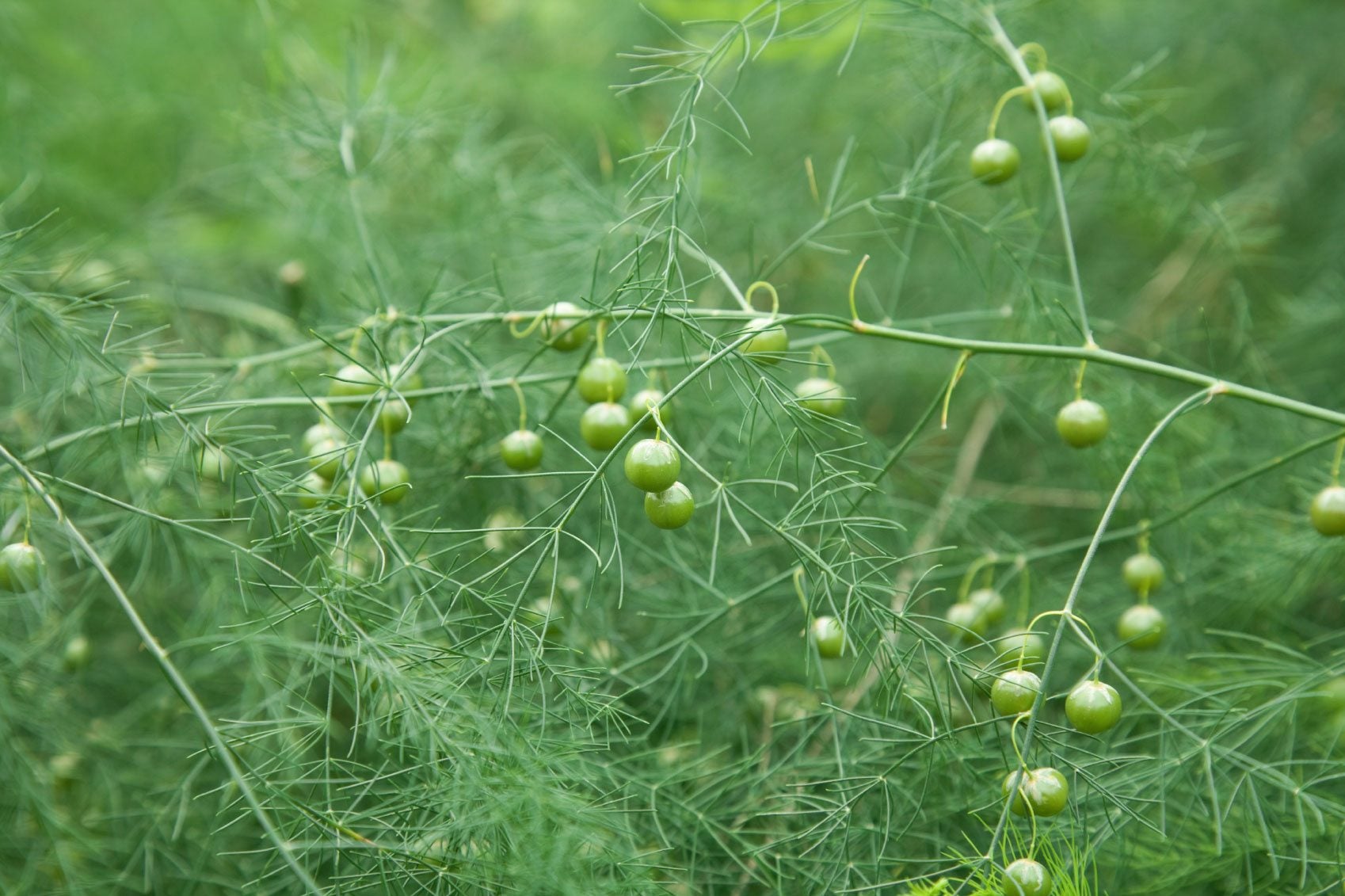 Asparagus Plant Ferning Out