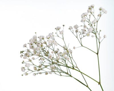 Baby's Breath Flowers