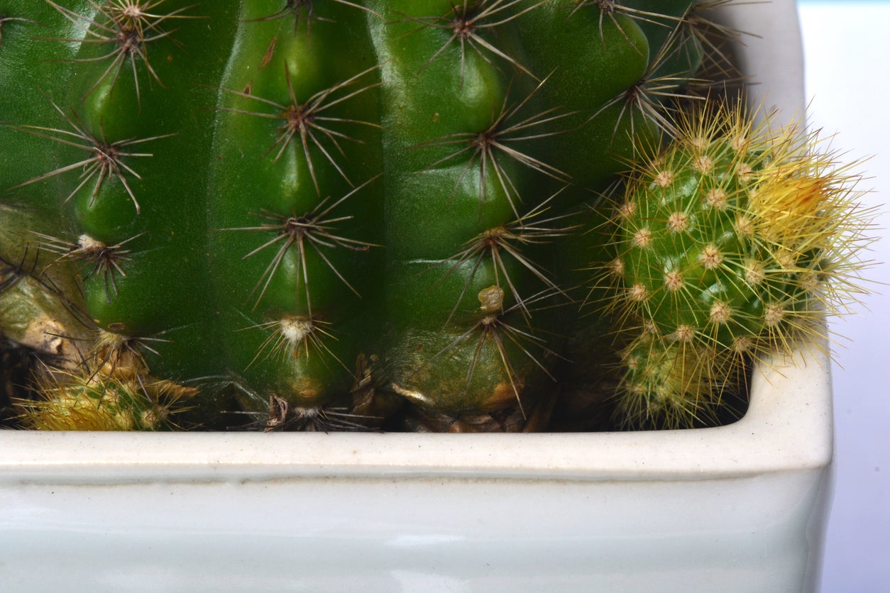 Pythium Root Rot Treatment – Identifying Pythium Rot In Barrel Cactus ...
