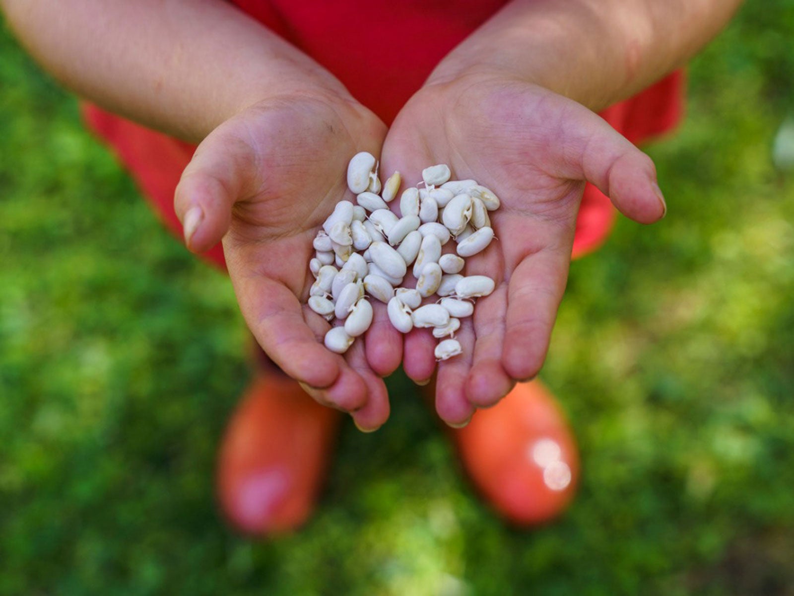 Child's Hands Holding White Beans