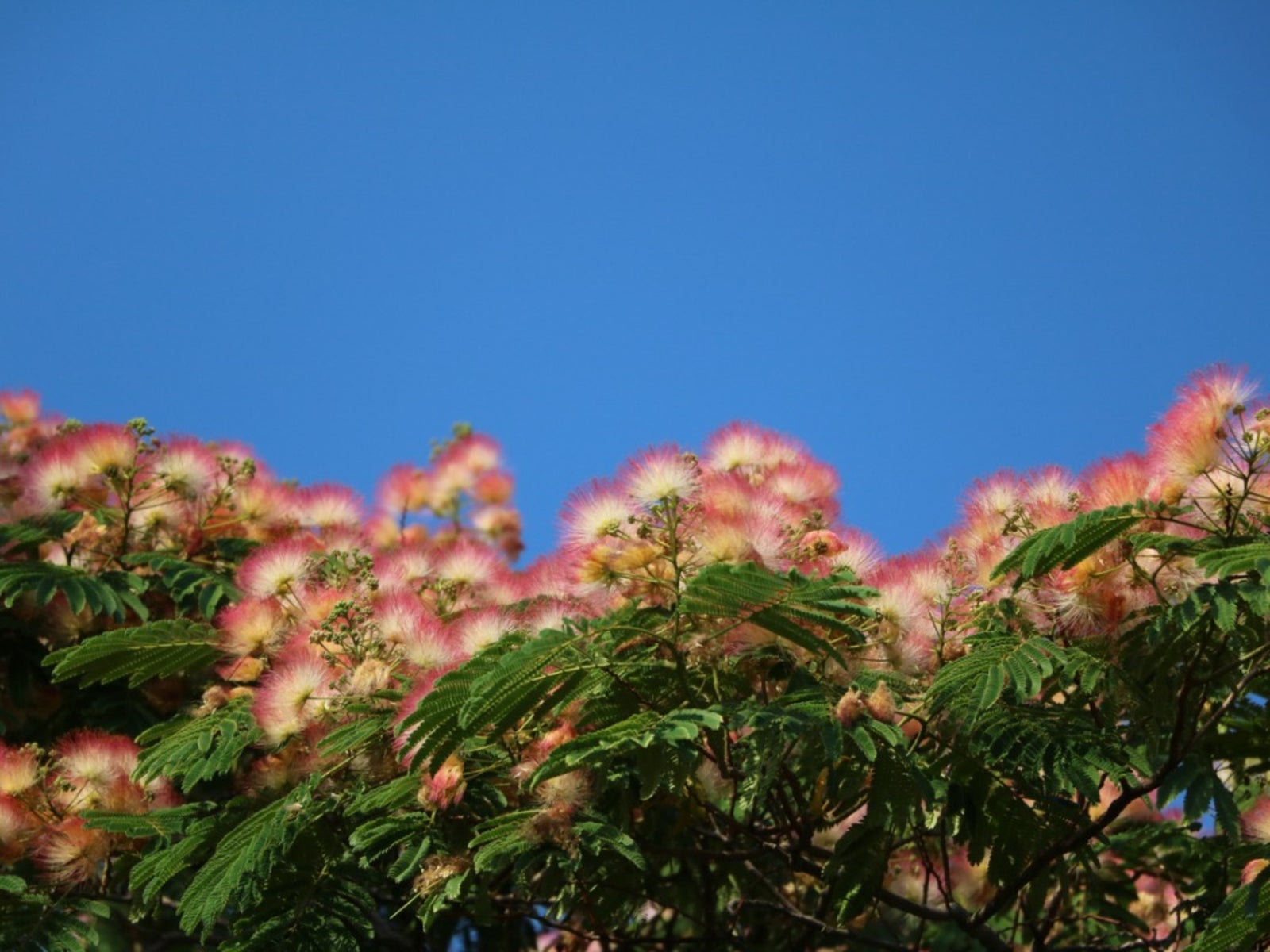 Silk Tree Mimosa Growing: Learn About Silk Tree Care - IMP WORLD