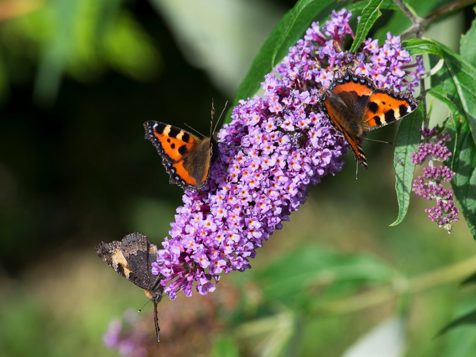 Butterfly Bush Varieties: Kinds Of Butterfly Bushes To Grow - IMP WORLD