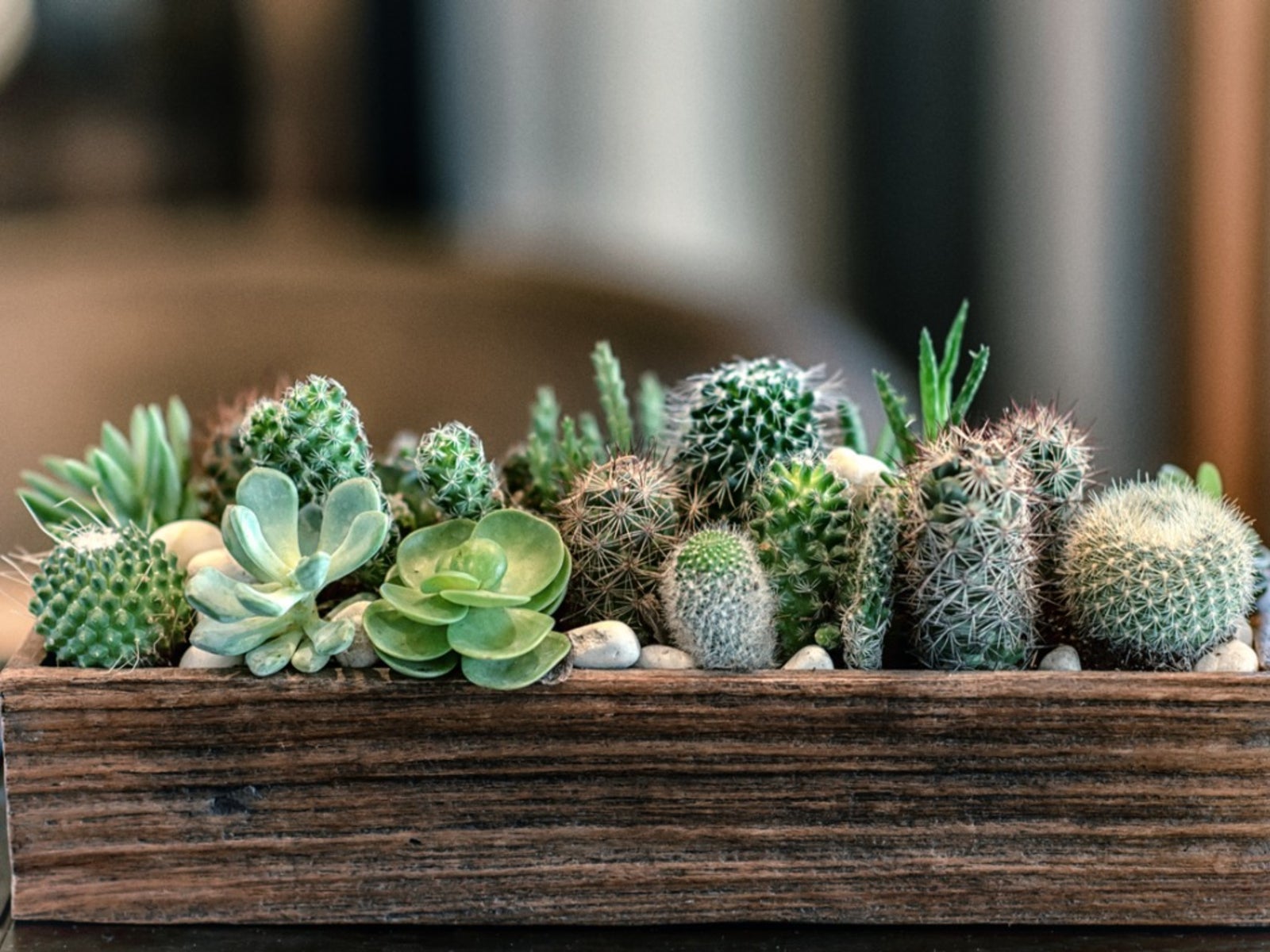 Are Succulents And Cacti The Same Learn About Cactus And Succulent