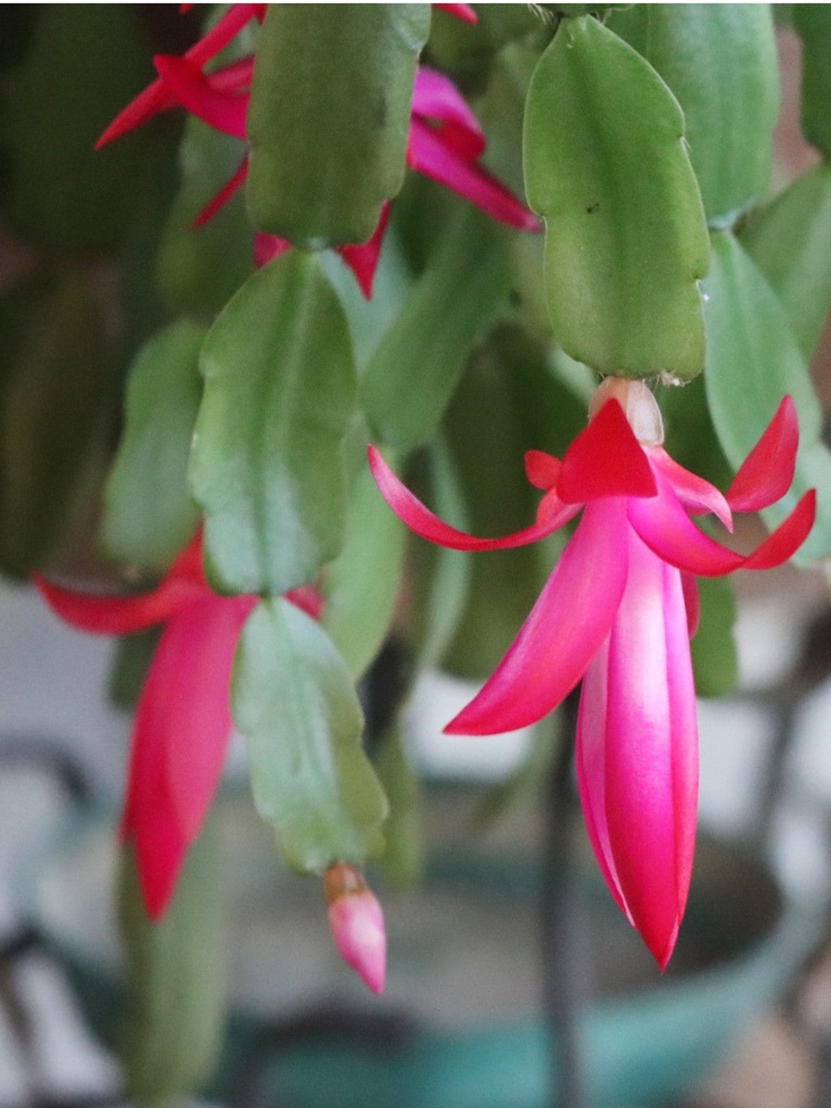 A Flowering Christmas Cactus