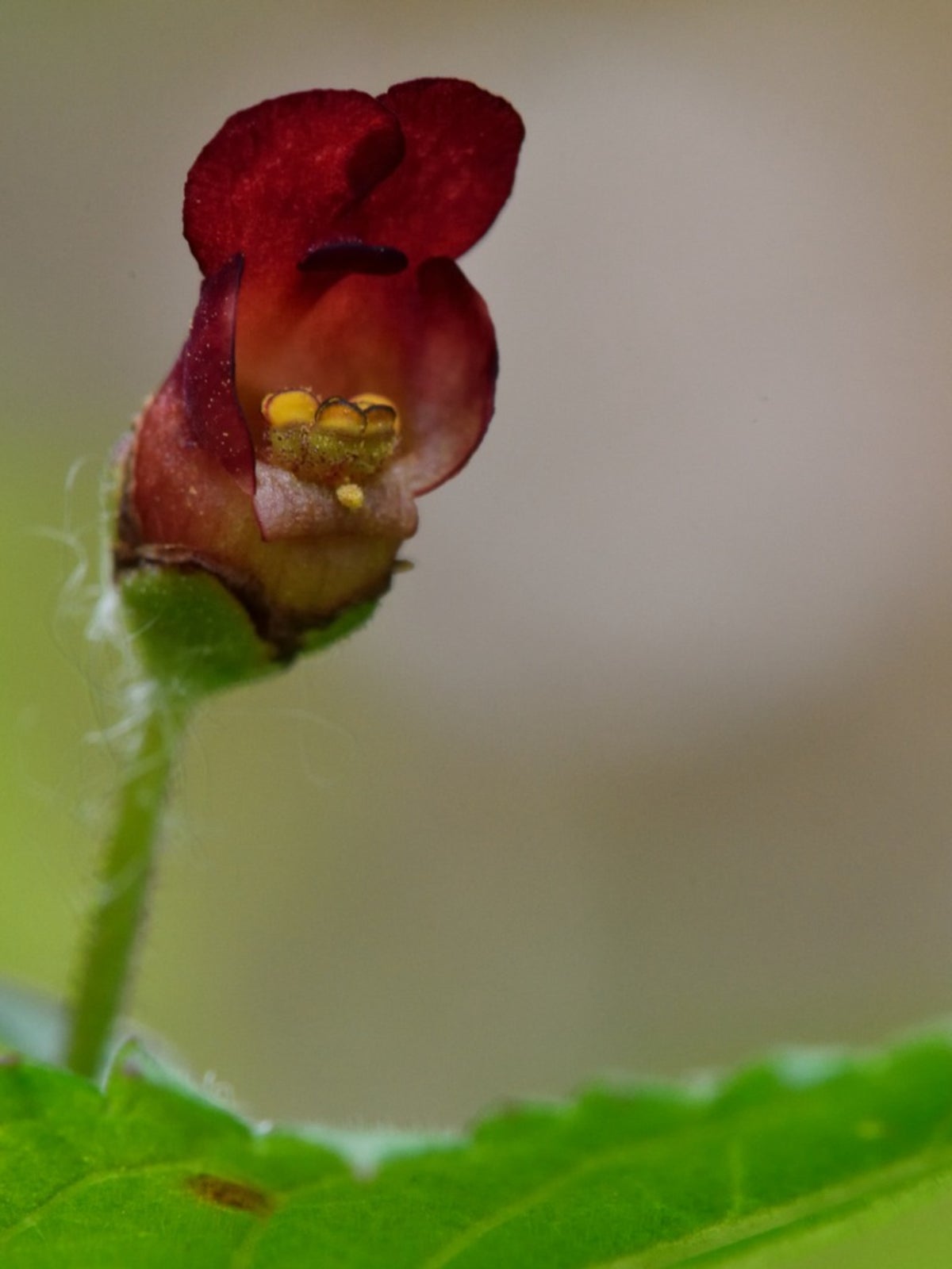 Figwort Plant Information: Guide To Growing Figworts In Your Garden ...