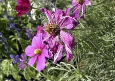 Wilted Pink Cosmo Flower