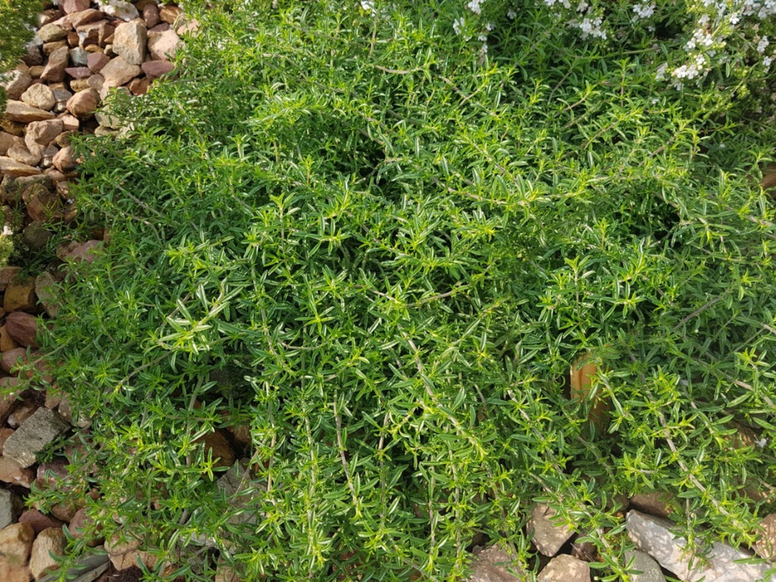 Creeping Savory Plants – How To Care For Creeping Savory Plants In The ...