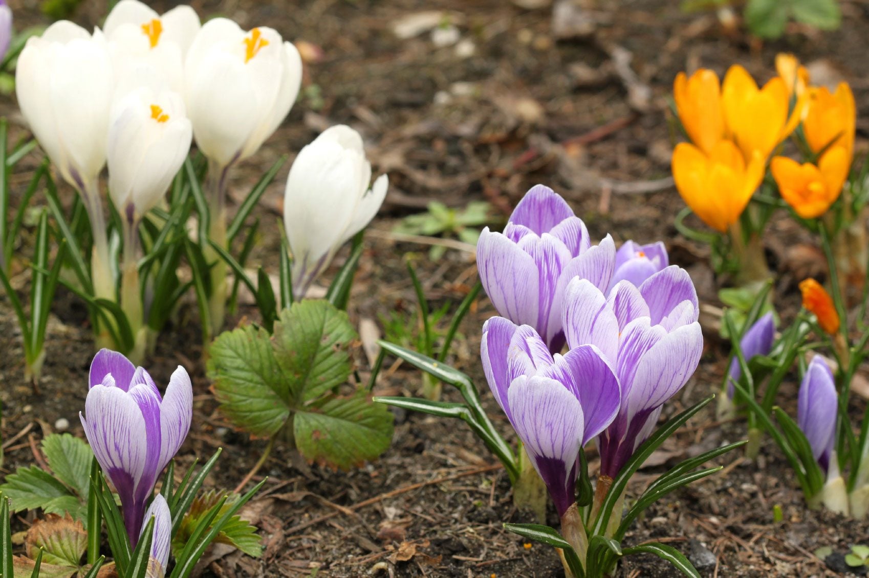 Common Crocus Species: Fall And Spring Blooming Crocus Plant Varieties ...