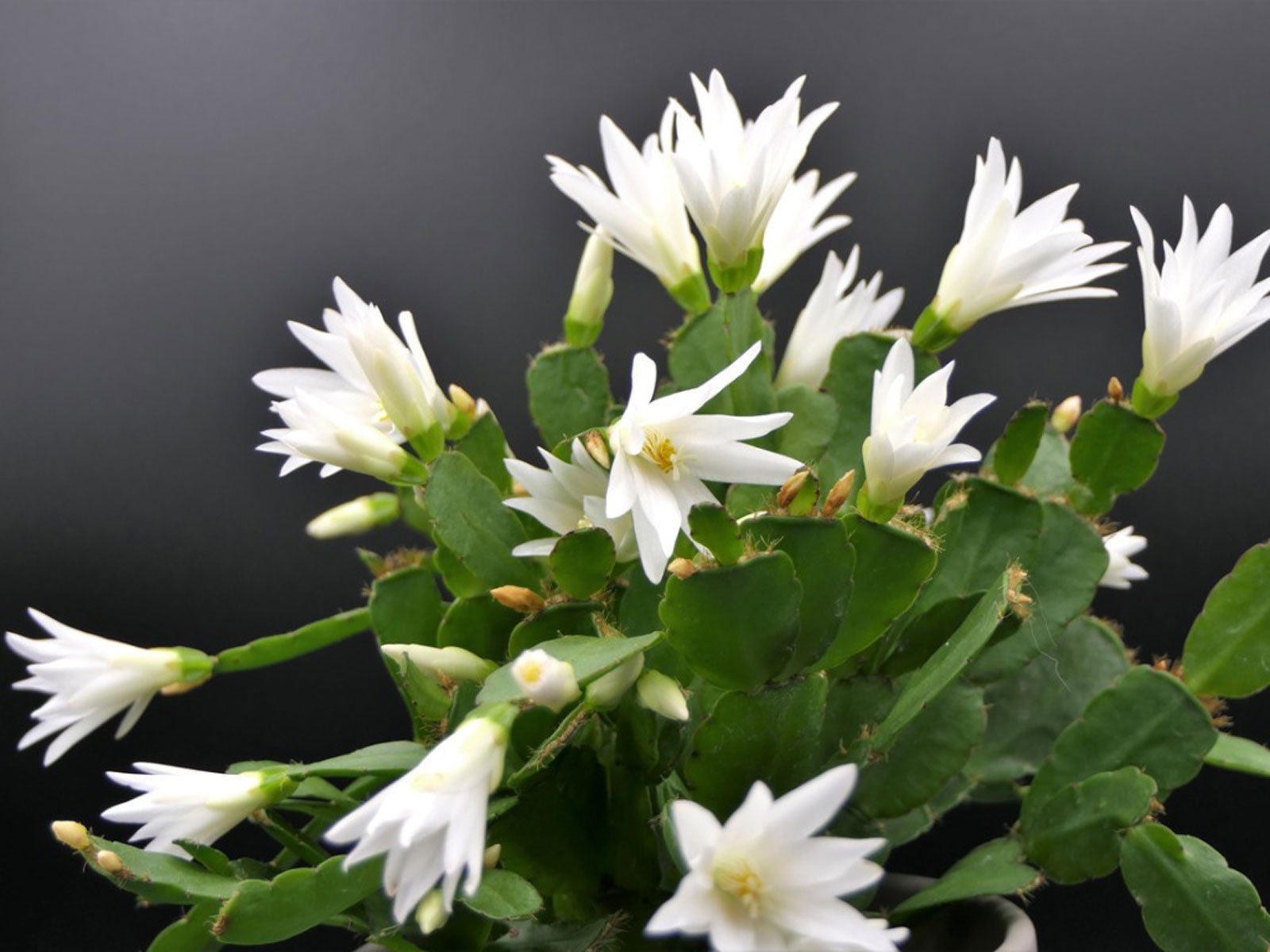 White Flowered Easter Houseplant