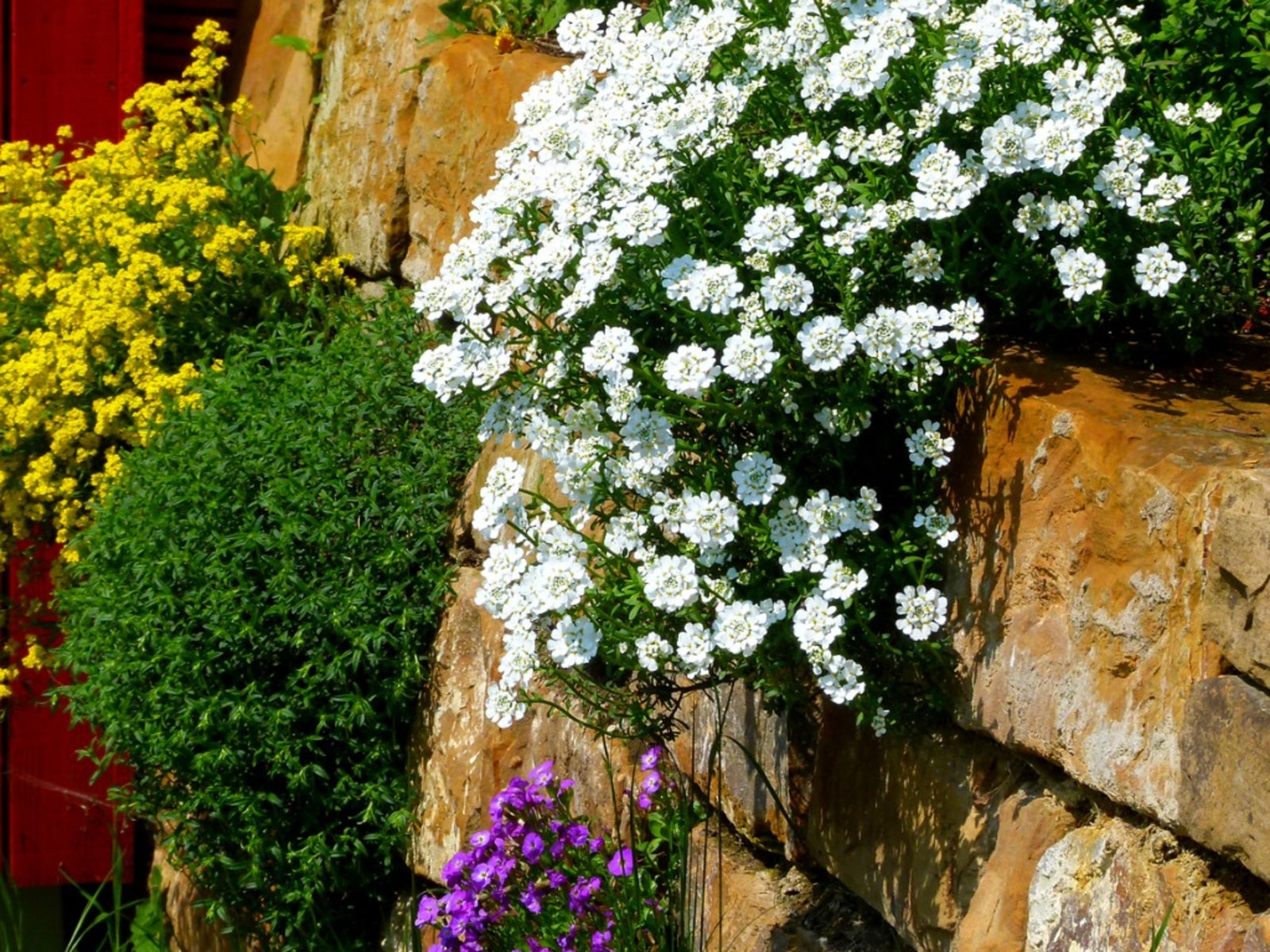 Gardening In Stone Walls Ideas For Planting Flowers In A Wall IMP WORLD