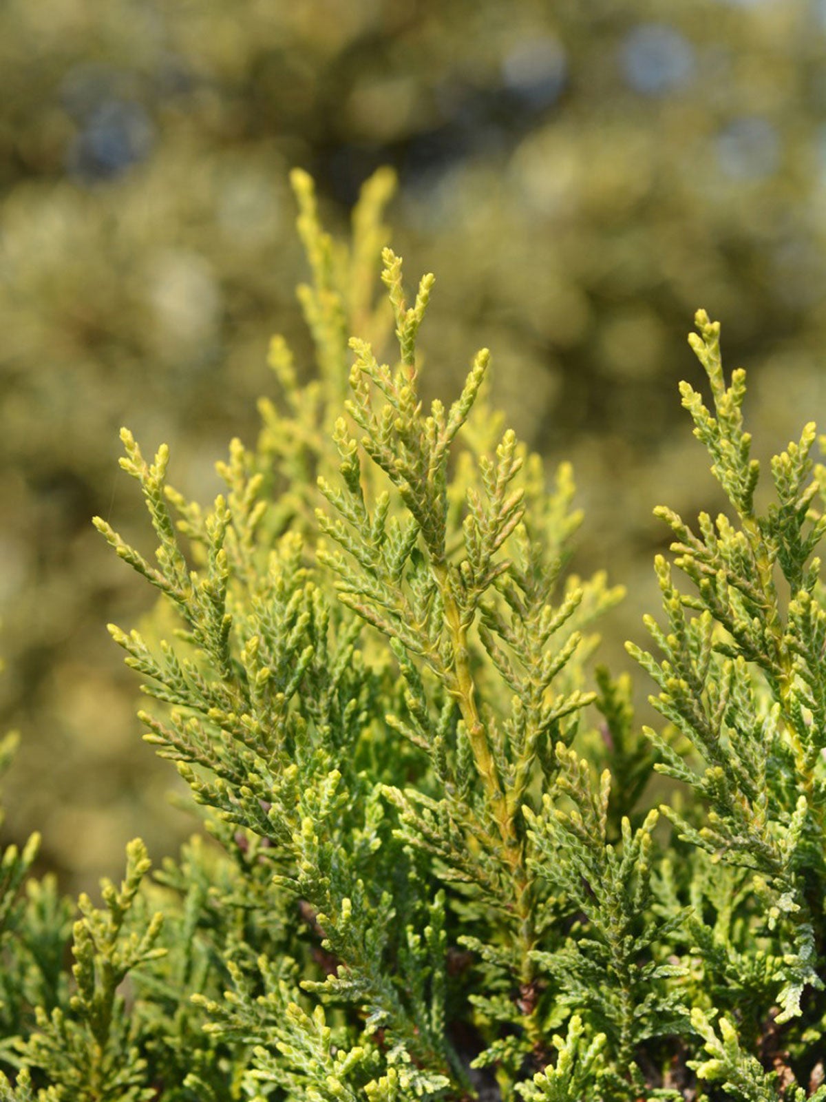 Leyland Cypress Diseases Treating Disease In Leyland Cypress Trees