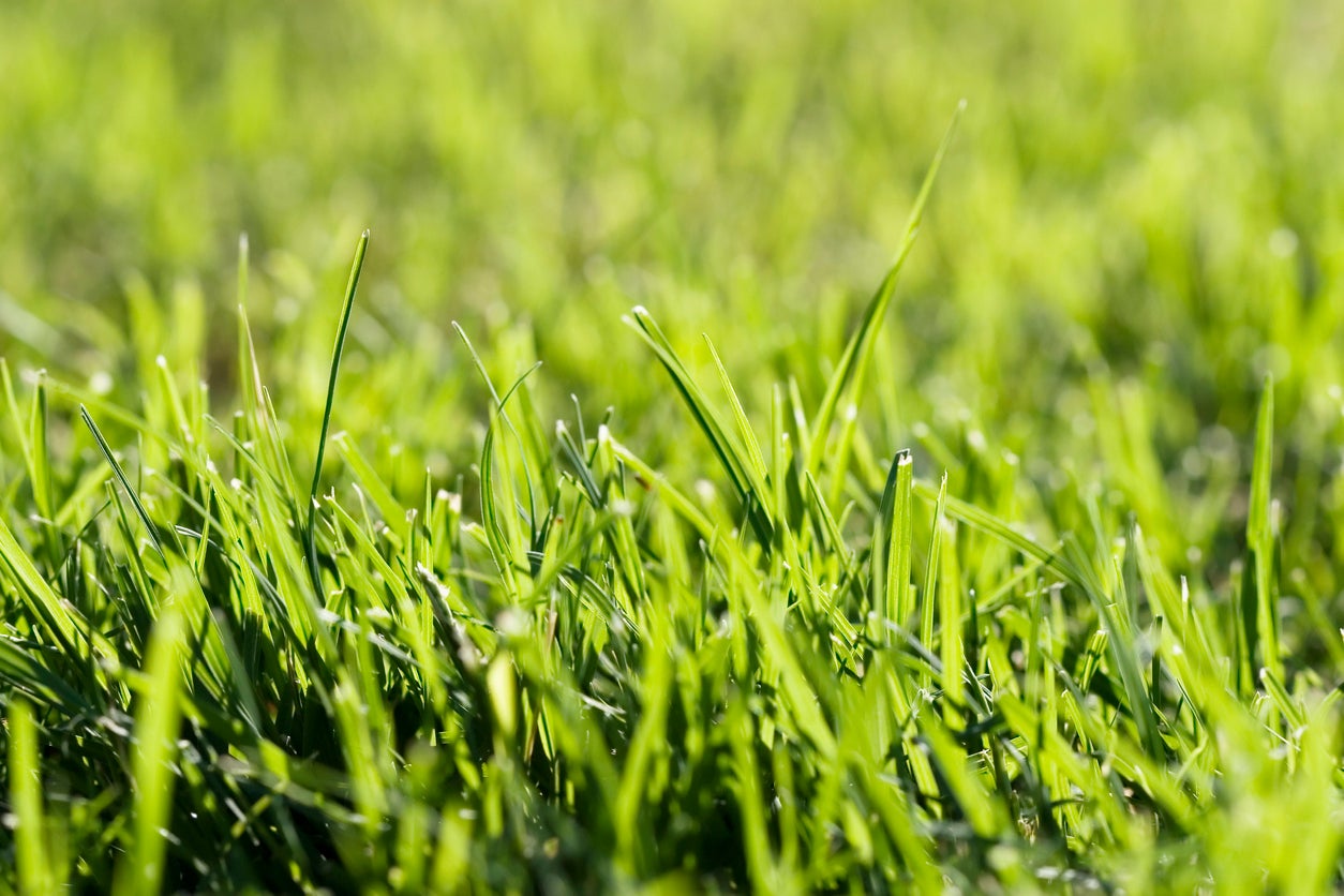 How To Kill Grass Naturally Kill Unwanted Grass In Your Yard IMP WORLD How To Kill Grass Naturally Kill Unwanted Grass In Your Yard IMP WORLD