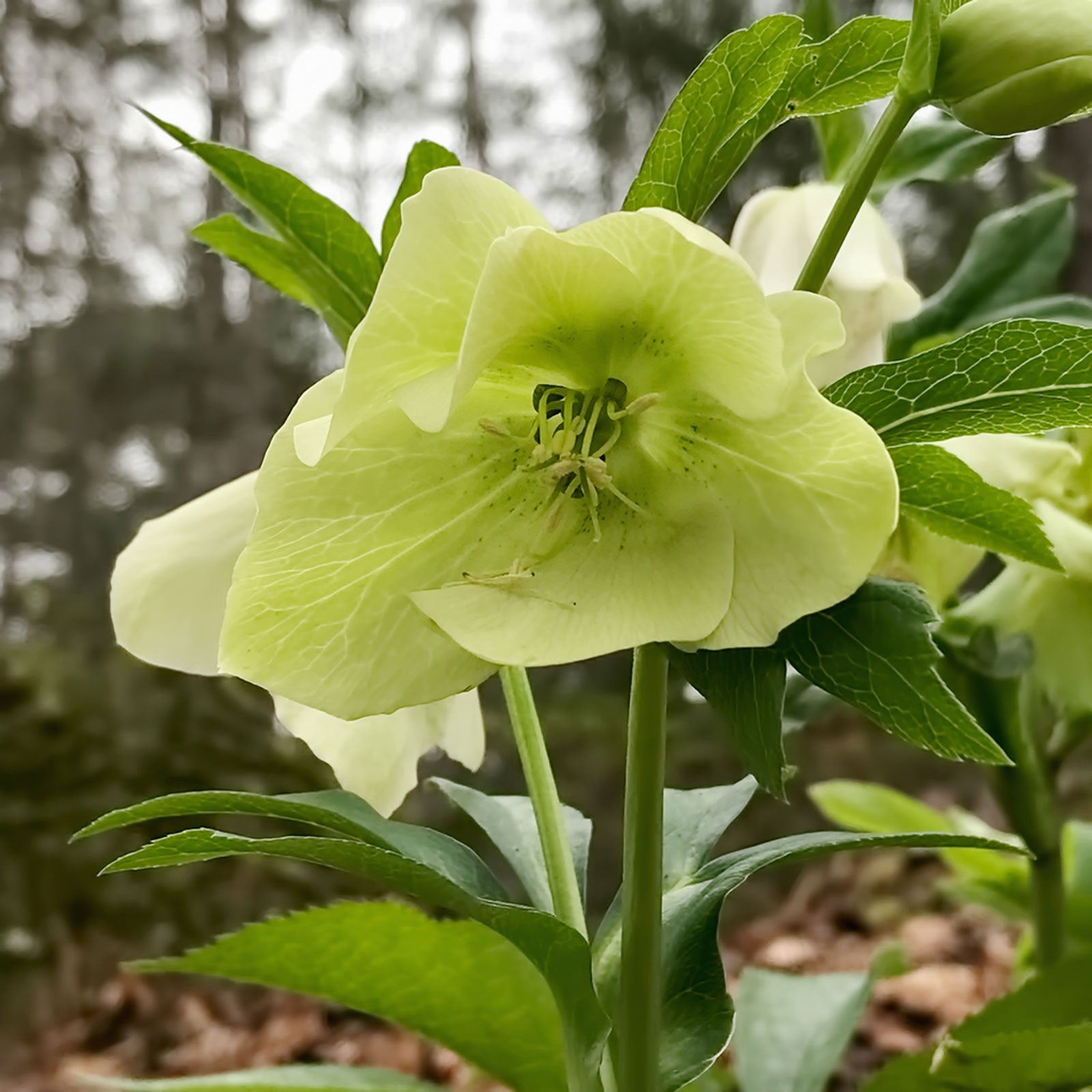 Hellebore Plant