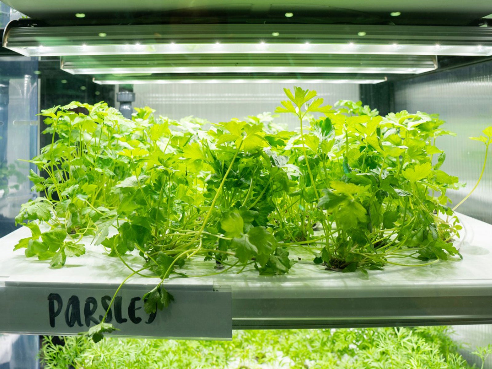 Parsley Growing In A Hydroponic Window Farm
