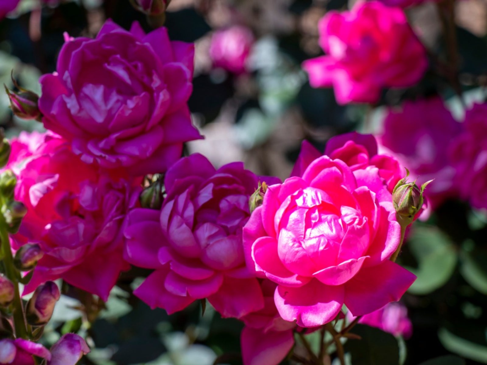 Spindly Knockout Roses: Pruning Knockout Roses That Have Gone Leggy ...