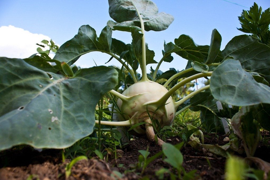 How To Grow Kohlrabi – Growing Kohlrabi In Your Garden - IMP WORLD