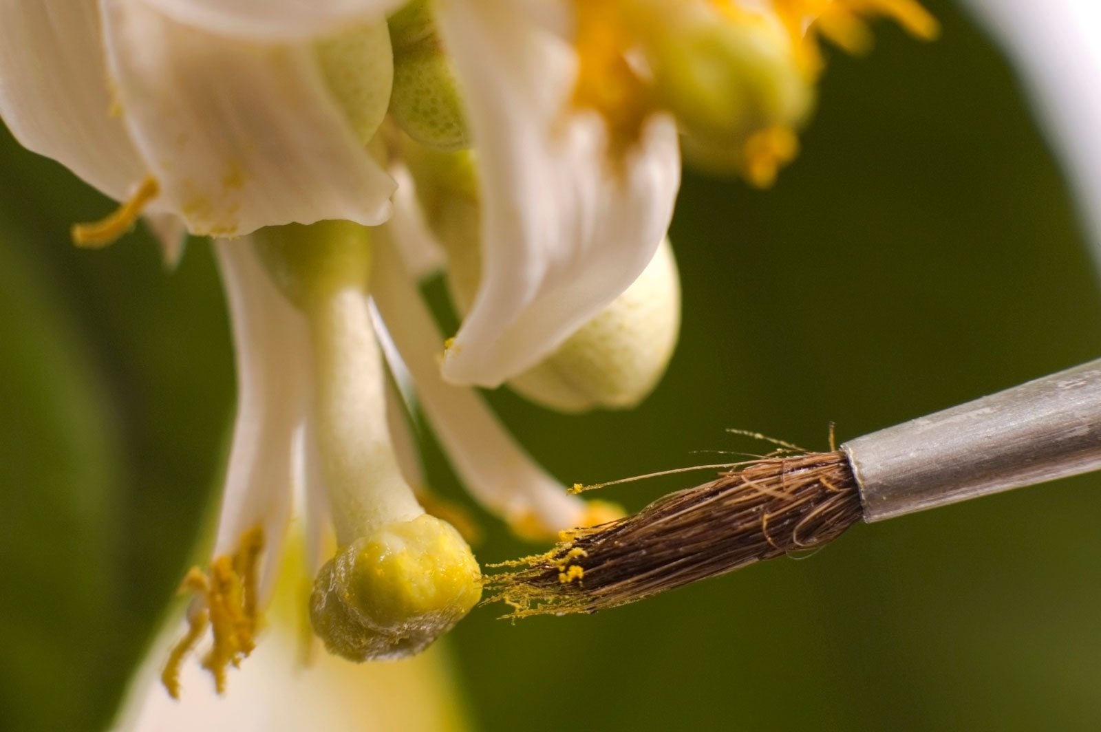 Hand Pollinating Lemon Trees Tips To Help Manually Pollinate Lemons