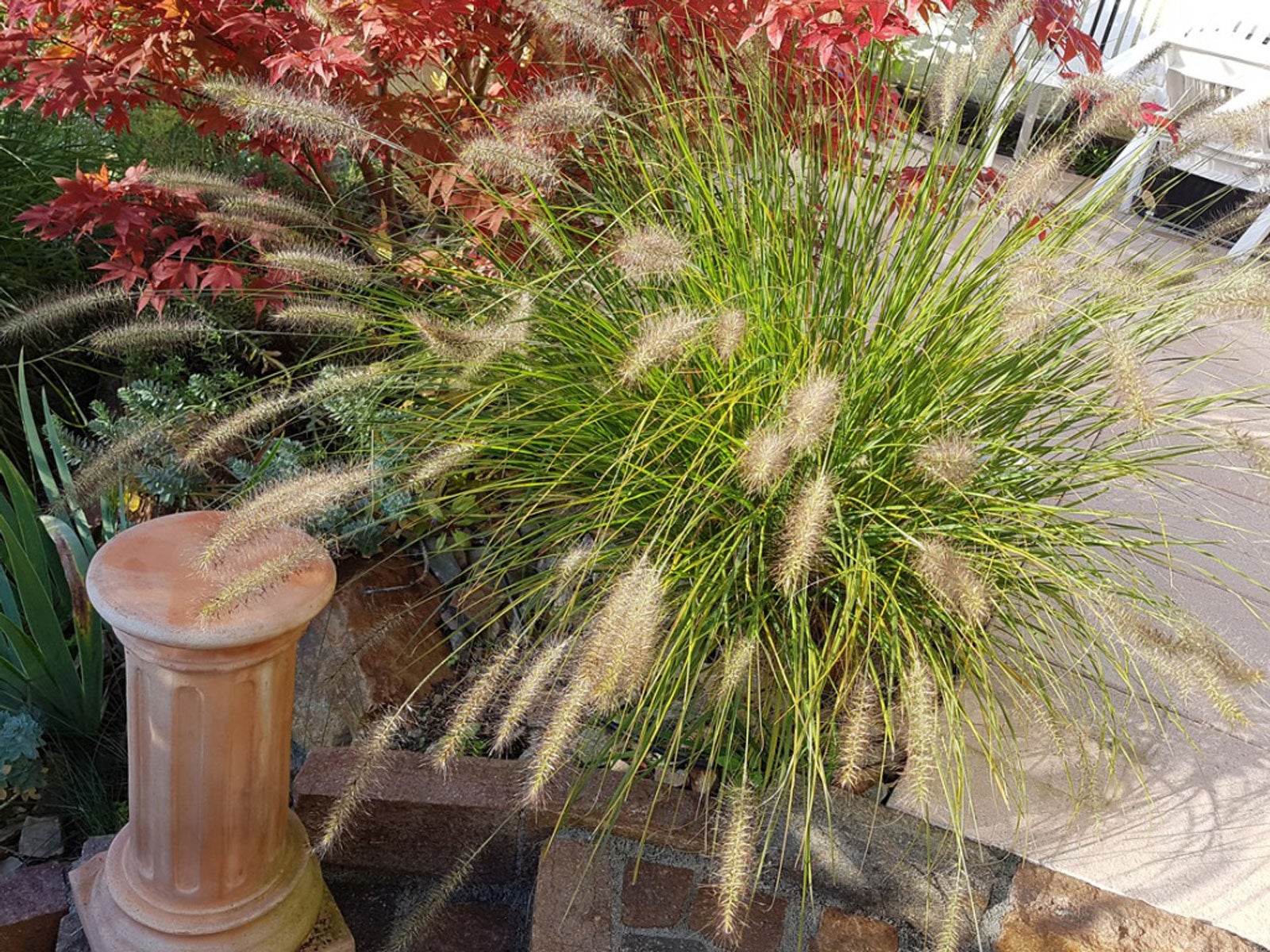 Little Bunny Fountain Grass