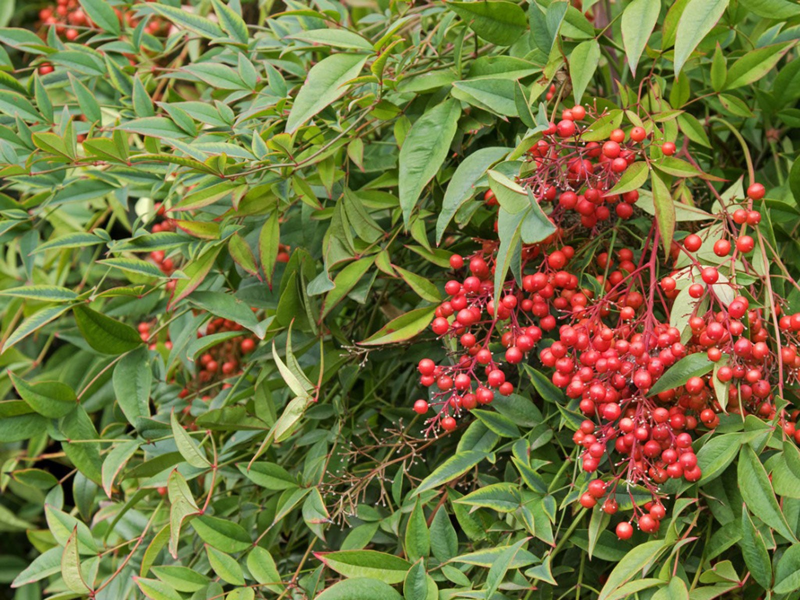 Red Berried Bush