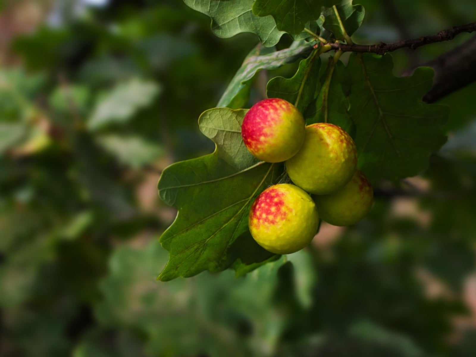 Oak Apple Galls