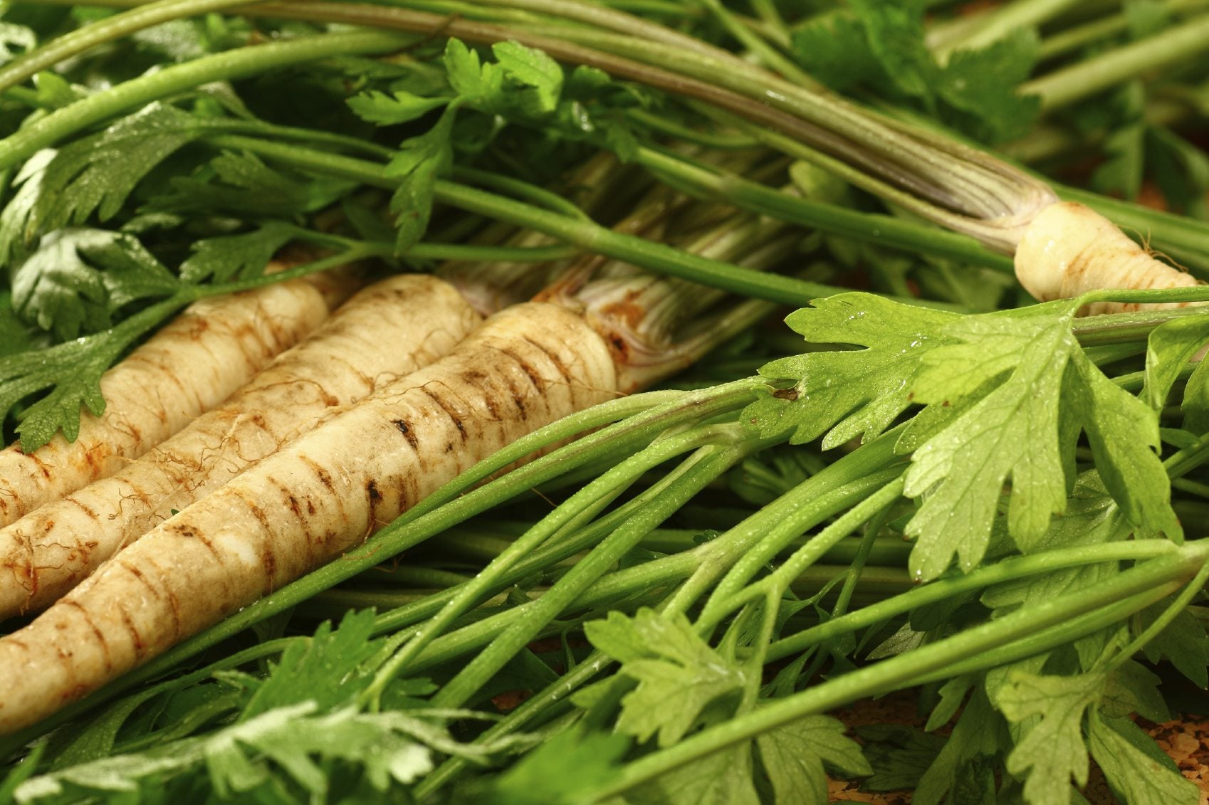 What Is Parsley Root Tips On Growing Parsley Root IMP WORLD