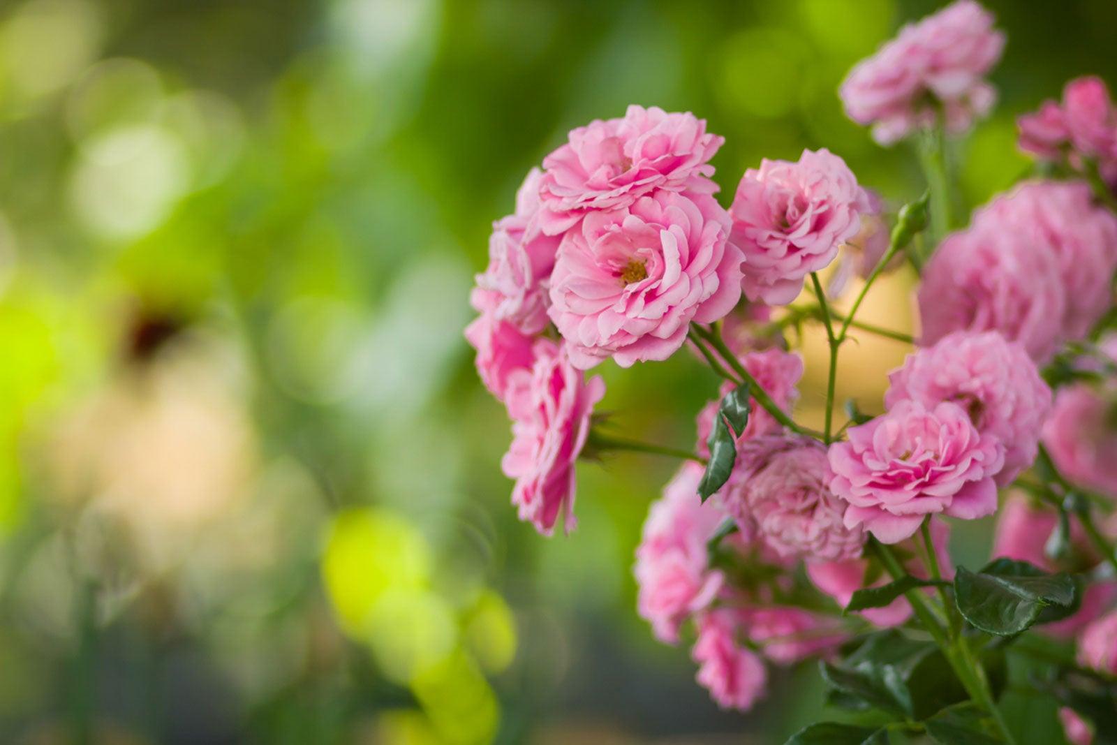 Pink Rose Flowers