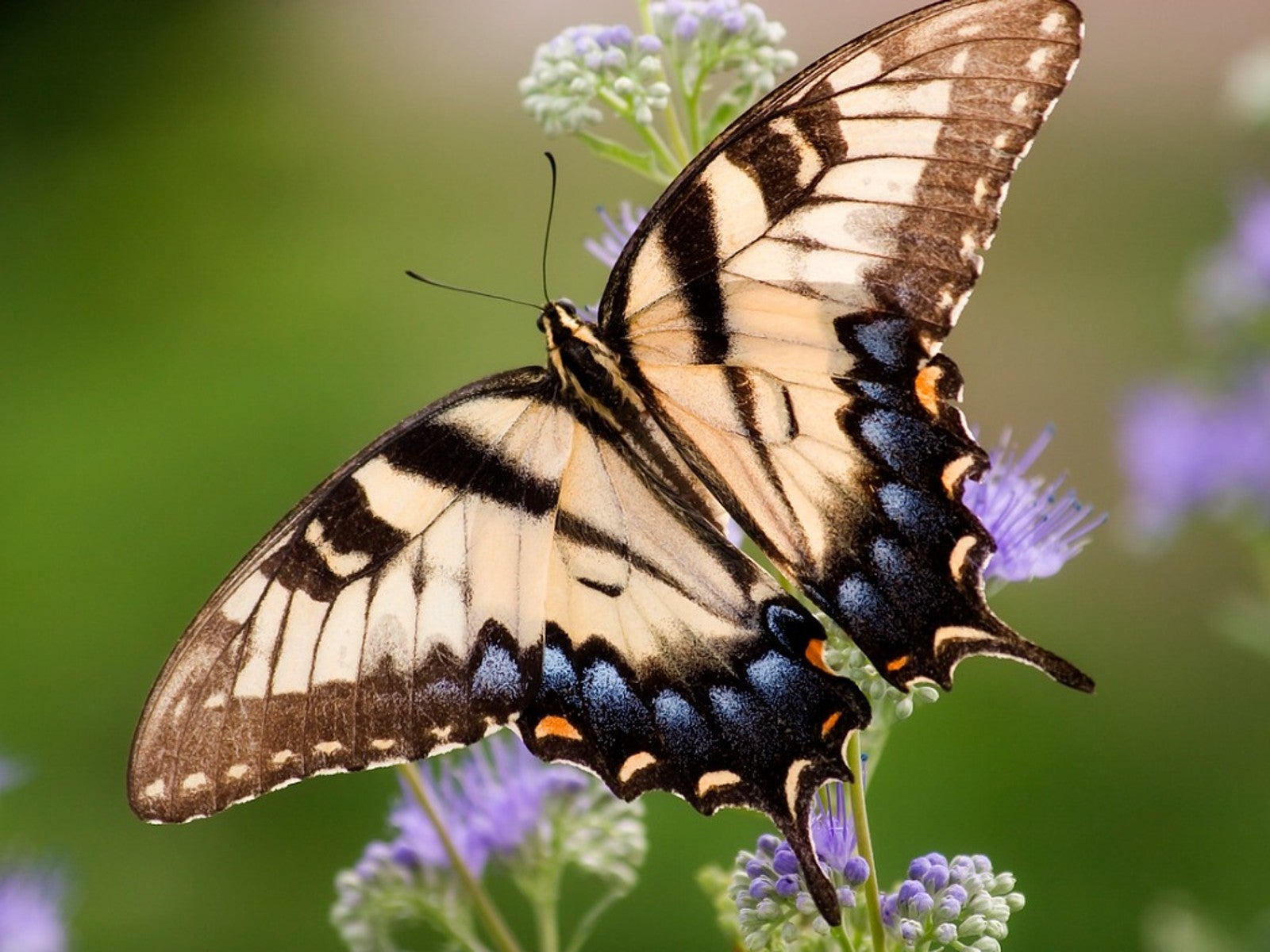 Best Swallowtail Butterfly Host Plants For The Garden IMP WORLD Plants For Swallowtails