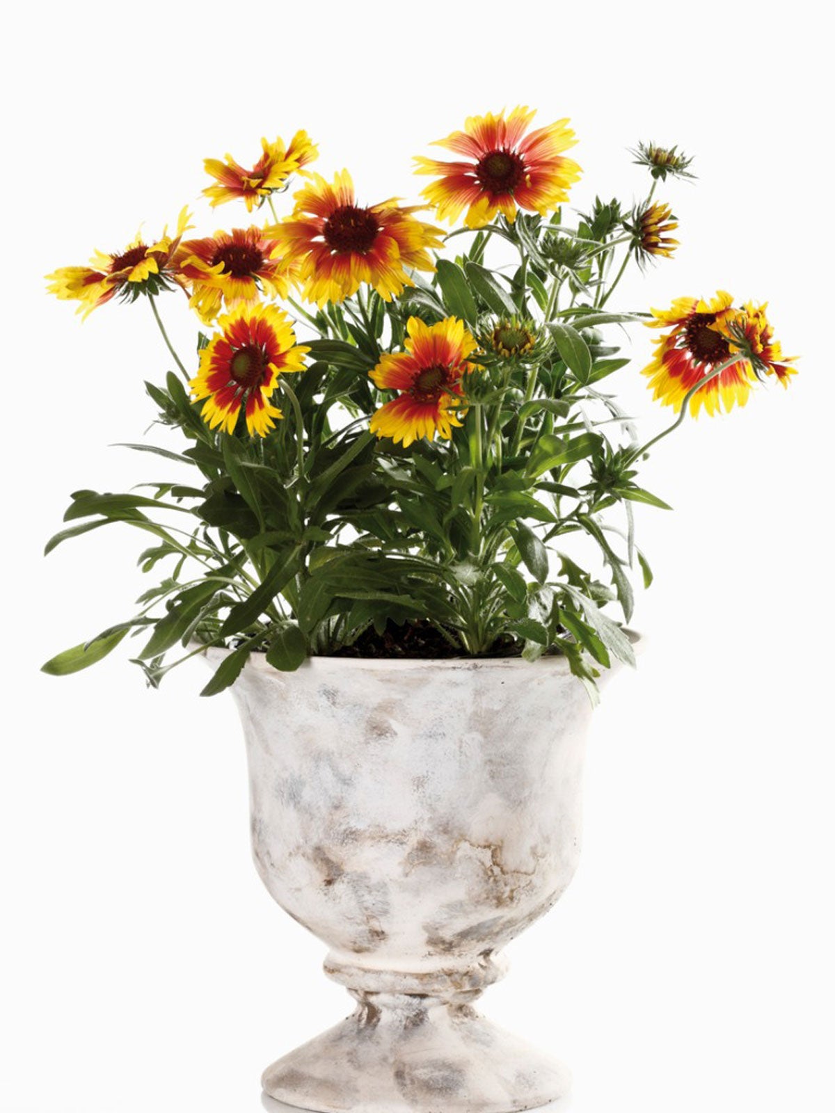Blanket Flower Deadheading How And When To Deadhead Blanket Flowers