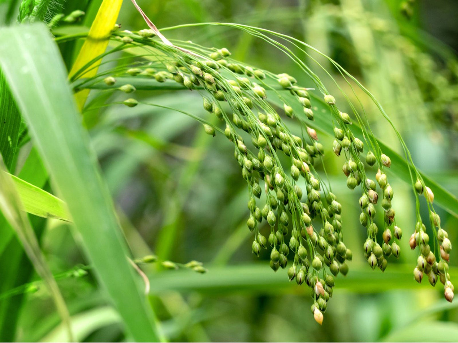 Wild Millet Grass – Learn About Growing Proso Millet Plants - IMP WORLD