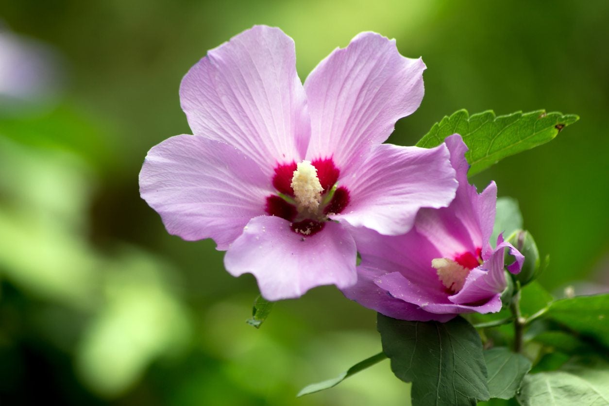 is-rose-of-sharon-invasive-how-to-control-rose-of-sharon-plants-imp