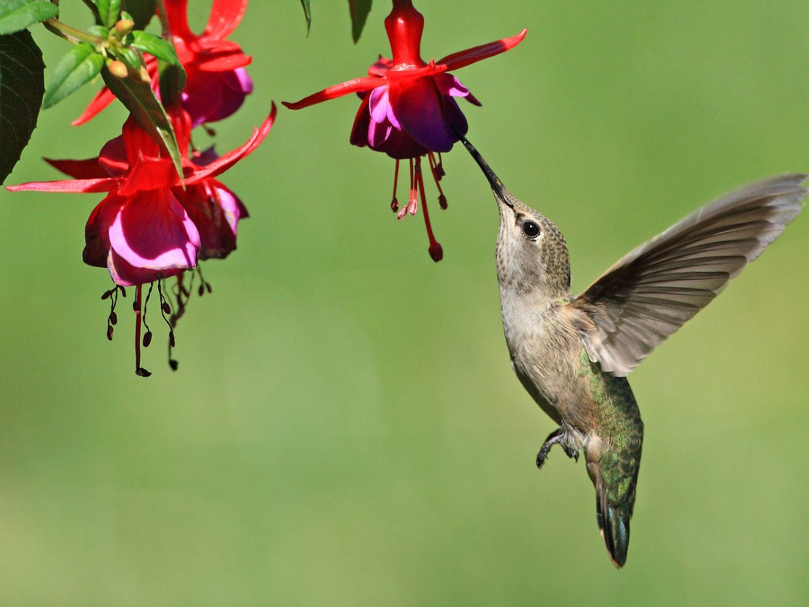 Hummingbird Near Red-Purple Flowers