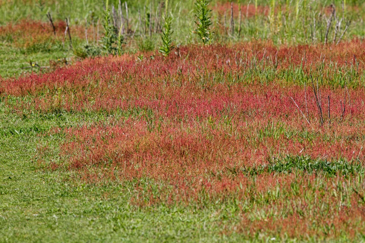 sheep sorrel