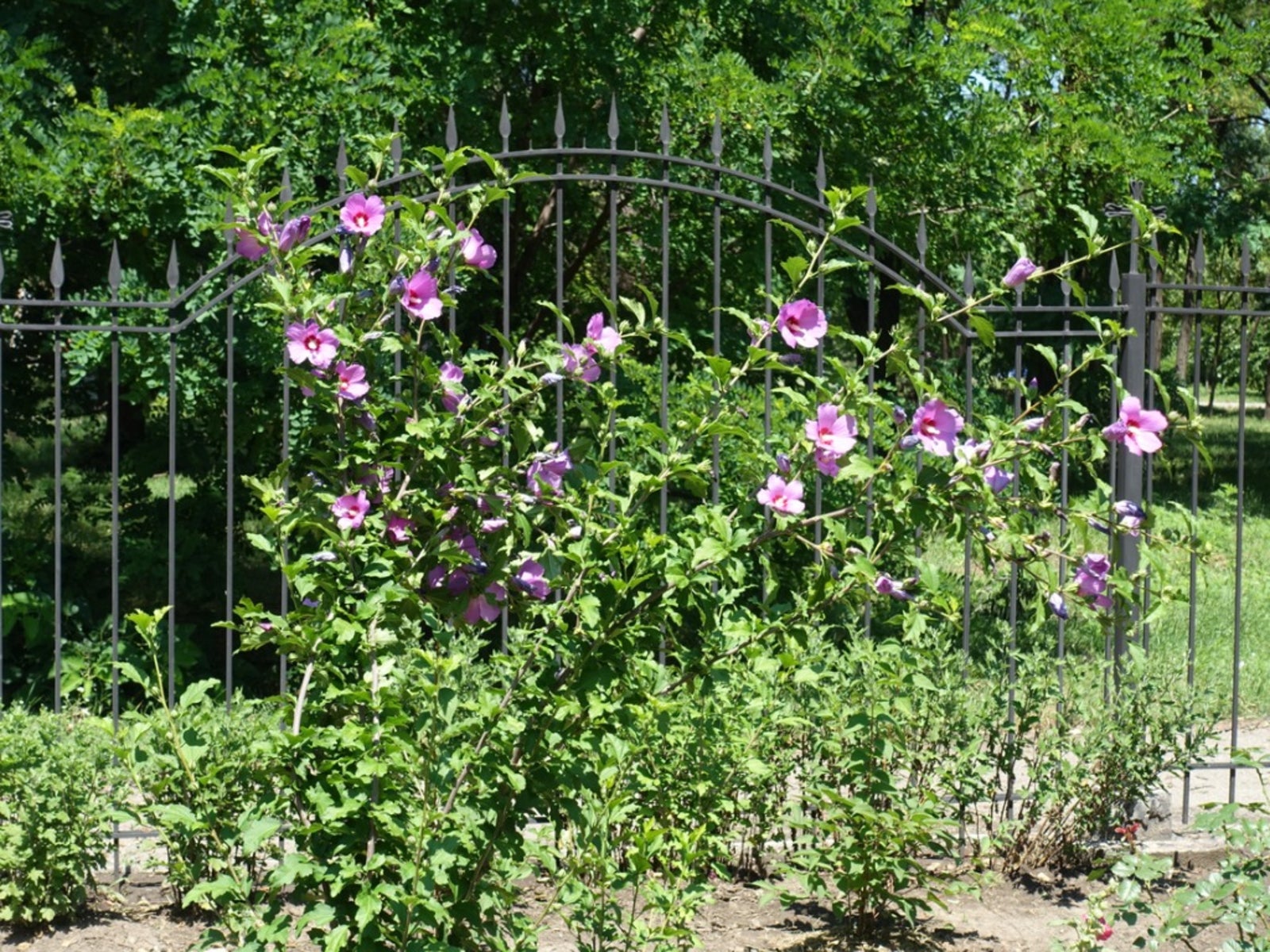moving-rose-of-sharon-how-to-transplant-rose-of-sharon-shrubs-imp-world
