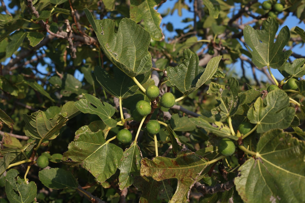 What Is Anthracnose Of Figs Treating Figs With Anthracnose Disease