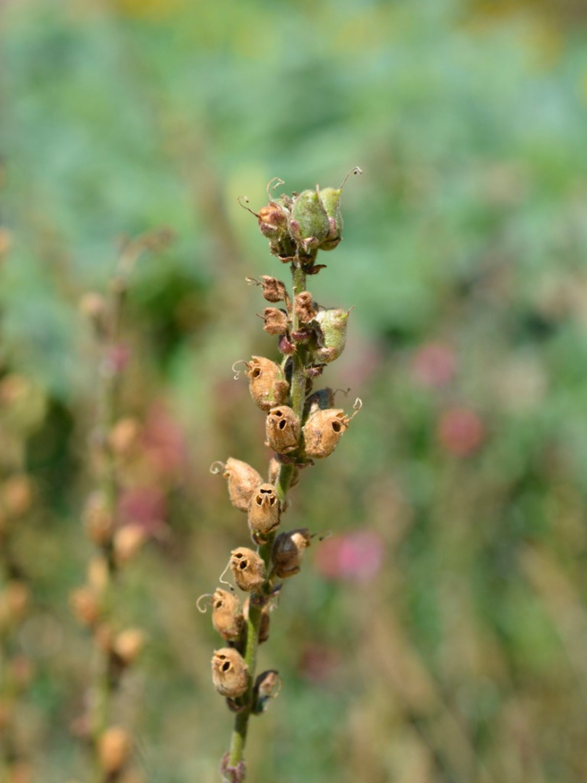 Snapdragon Seed Heads: Tips For Snapdragon Seed Collecting - IMP WORLD