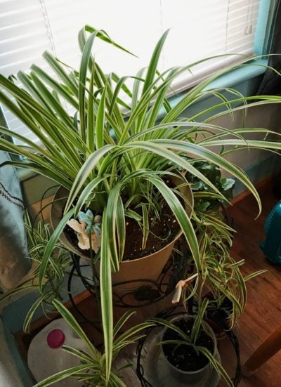 Spider Plant Problems: Tips For Getting Spiderettes On Plants - IMP WORLD