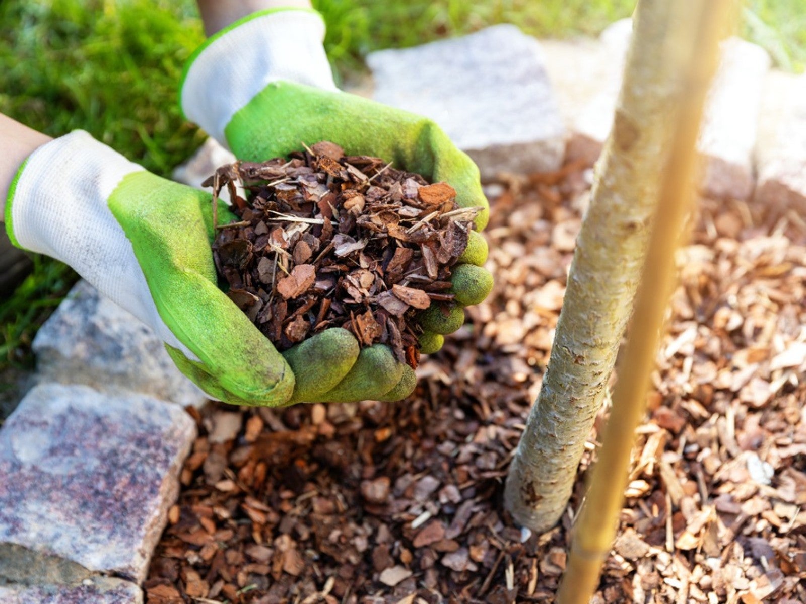 Spring Mulching Tips When To Mulch Flower Beds And Mulch Around Trees