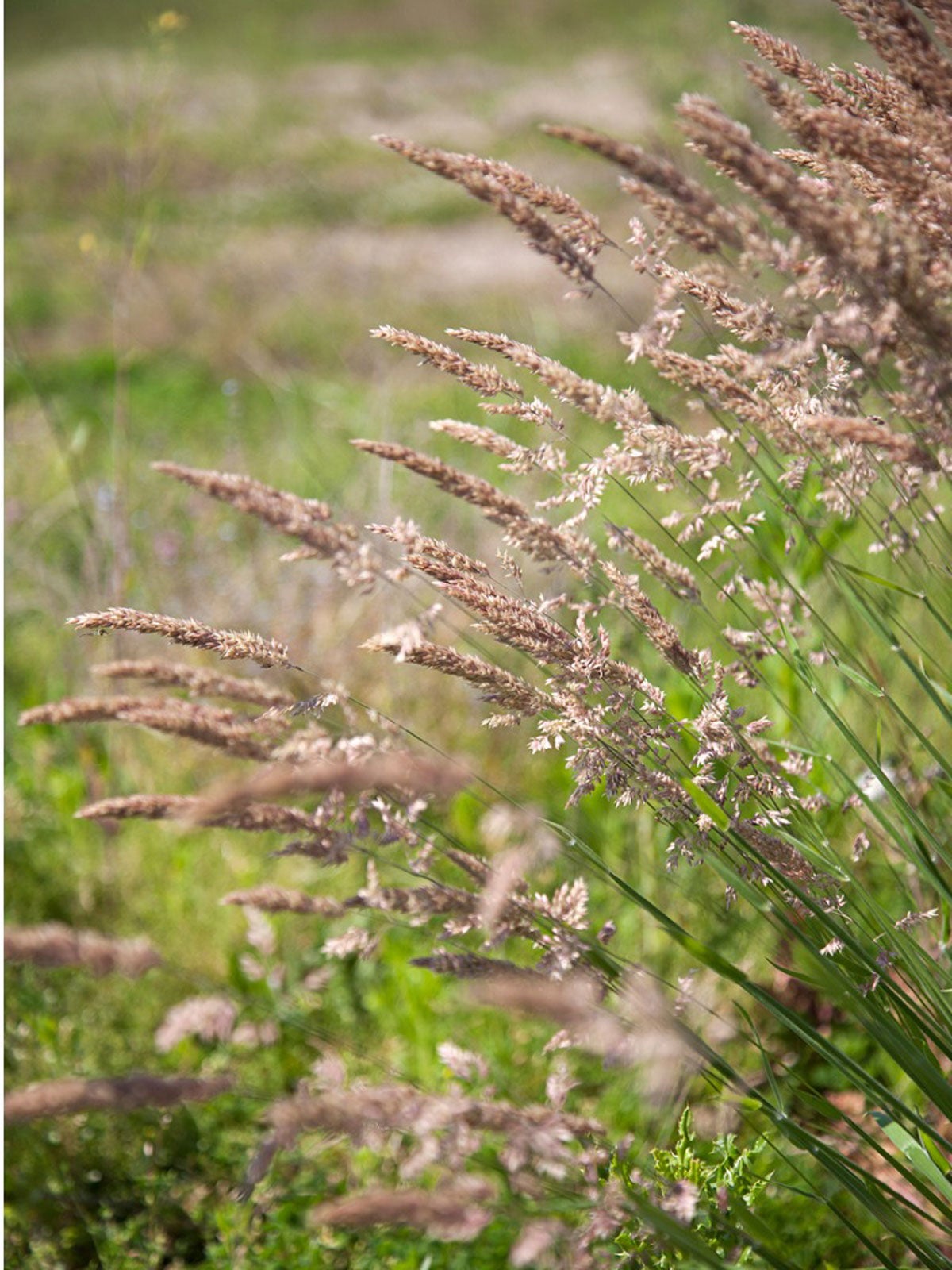 Lawn With Velvetgrass Weeds