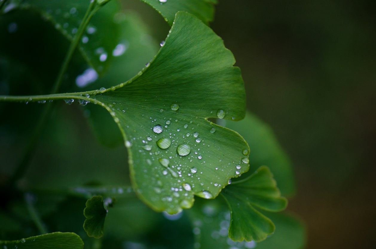 Ginkgo Water Requirements How To Water Ginkgo Trees IMP WORLD