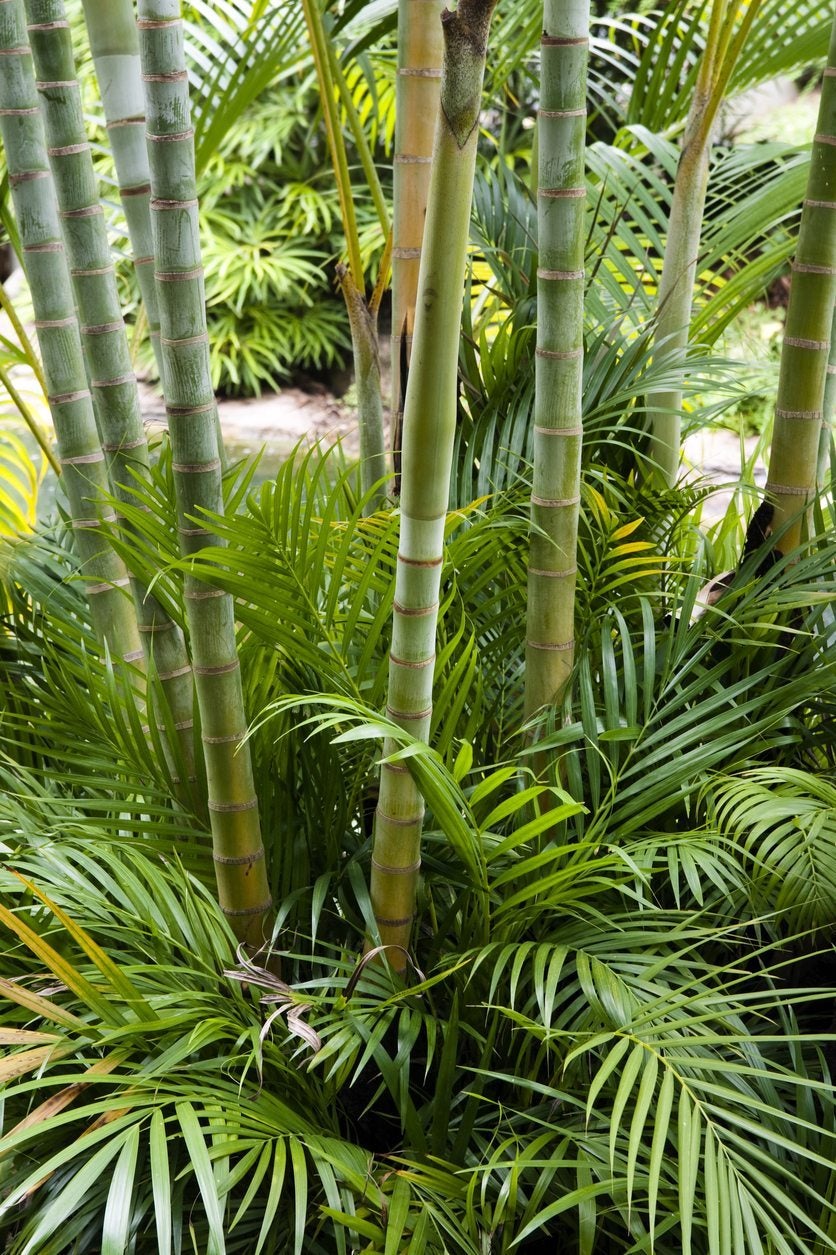 Zone 9 Bamboo Varieties – Growing Bamboo Plants In Zone 9 - IMP WORLD